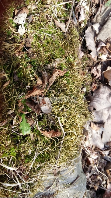 이끼,돌이끼,이끼길,솔이끼,계곡이끼,식물,자연,plants,nature