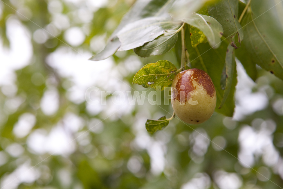 대추,나무,자연,가을,풍요,배경,가을,계절,fall,autumn,season,식물,자연,plants,nature,과일,열매,fruit,plant,food,음식