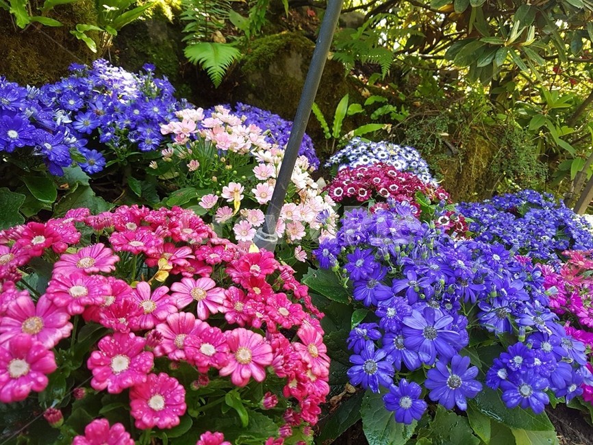 꽃,가든,정원,나무,숲속,화분,식물,자연,plants,nature,꽃,flower