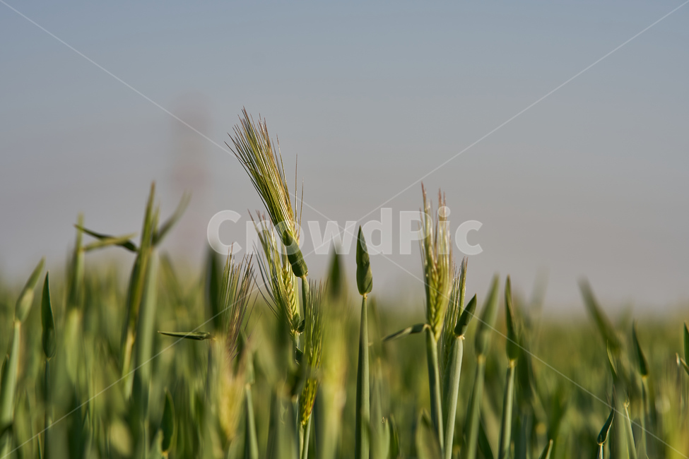 봄,보리,청보리,barley,yard,들