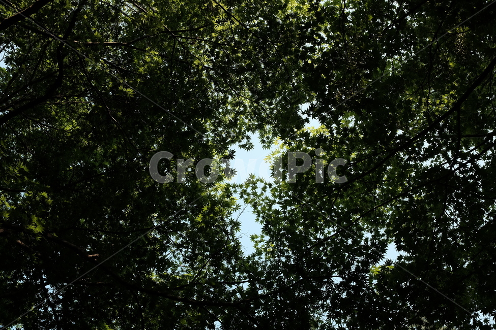 나뭇잎,하늘,나무,여름,초록,자연,풍경,nature,landscape,tree,plant,식물