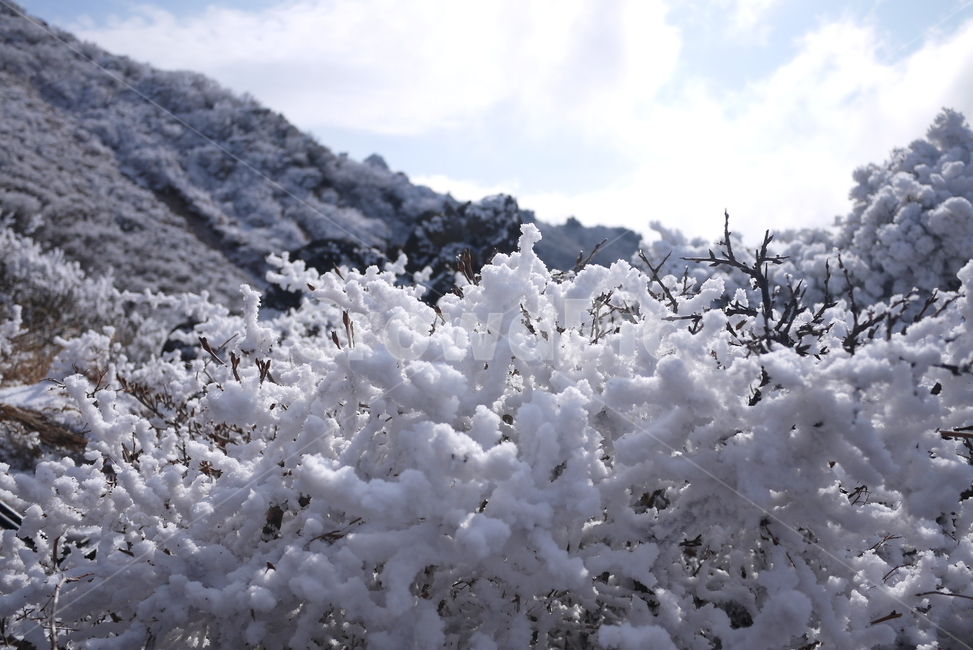 한라산,설산,한라산설경,국립공원,윗세오름,nature,자연,겨울,계절,winter,season
