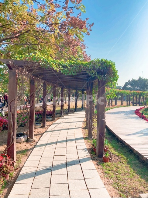 풍경,산책로,덩쿨,outdoors,옥외