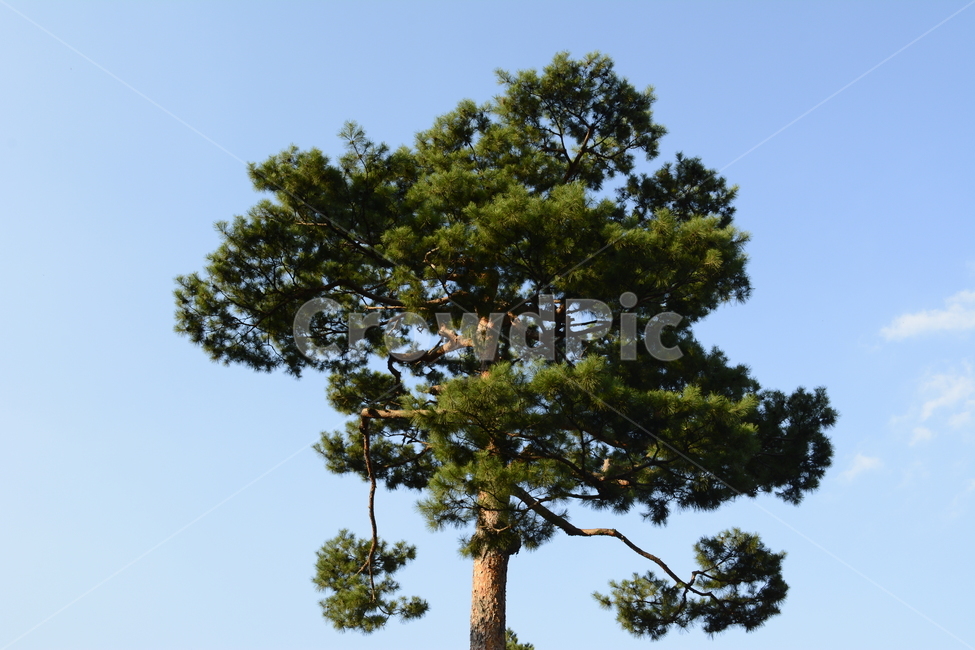 하늘,나무,풍경,감성,감성사진,북촌,서촌,식물,자연,plants,nature,나무,trees,wood