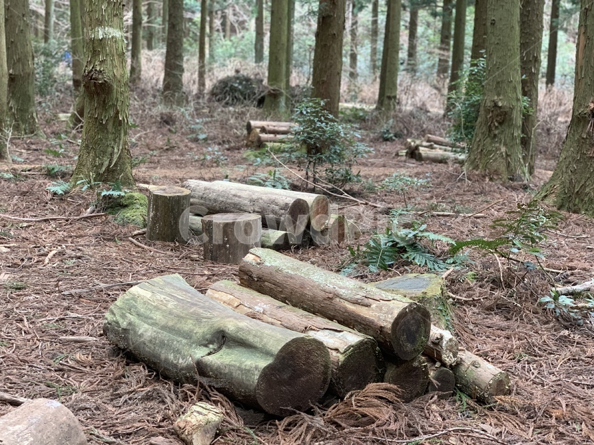나무,숲,숲길,산책로,사려니숲길,피톤치드,tree,비자림로,비자림,편백나무,삼나무,숲속,산책,자연,풍경,nature,landscape,나무,trees,wood,ground,바닥,tree stump,그루터기