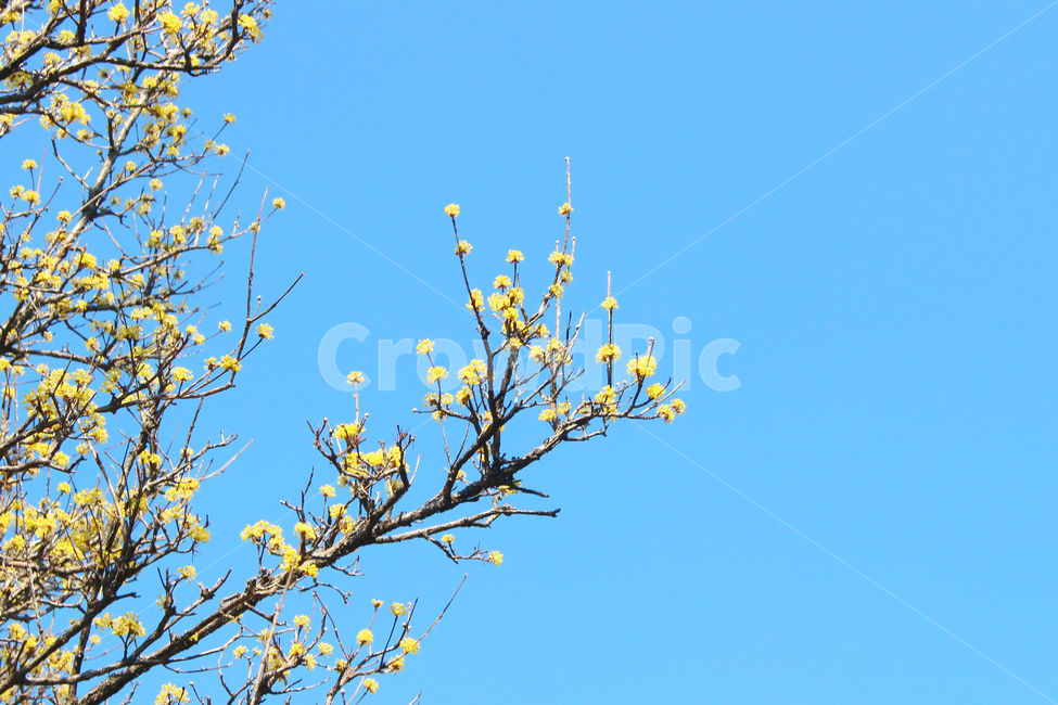 산수유,꽃,봄,하늘,자연,spring,노랑,노란색,yellow,봄,계절,spring,season,식물,자연,plants,nature,꽃,flower