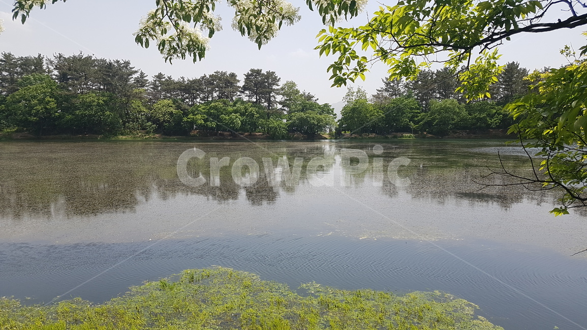 힐링,자연,초록,풍경,연못,자연,풍경,nature,landscape,water,물,outdoors,옥외