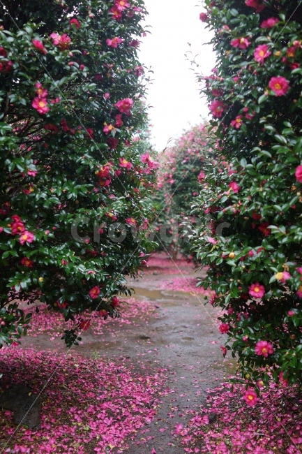 동백,위미리,동백나무,동백꽃,분홍색,제주도,비,젖은꽃,계절,식물,자연,plants,nature,꽃,flower