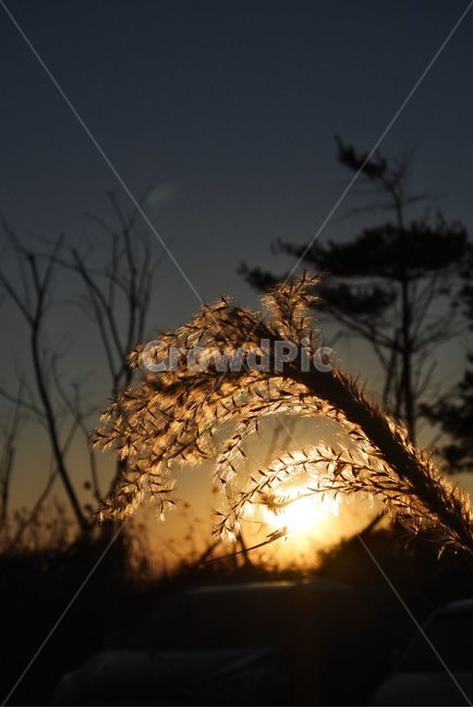 일출,갈대,풍경,햇살,아침,식물,자연,plants,nature