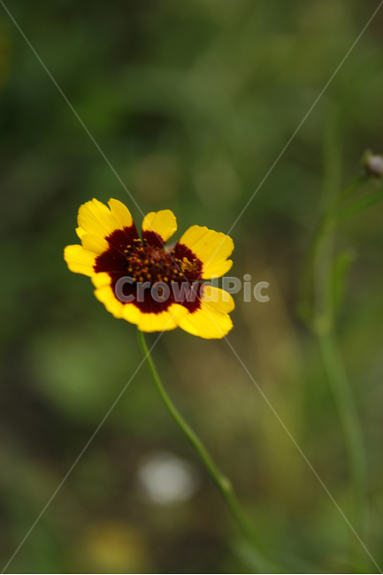 기생초,식물,flower,plants,nature,꽃,꽃봉오리,식물,자연,plants,nature,꽃,flower