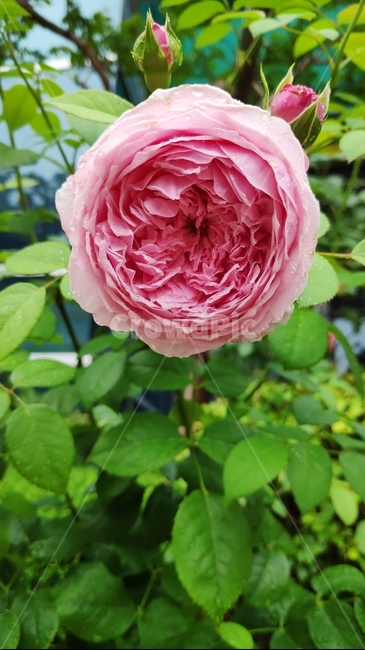 식물,장미,rose,꽃,flower