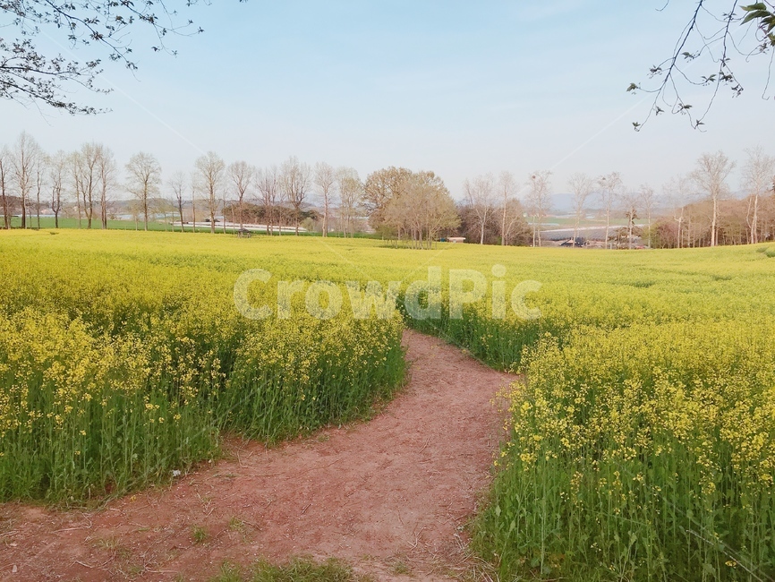 꽃놀이,유채꽃,고창,노랑꽃,길,식물,자연,plants,nature,꽃,flower