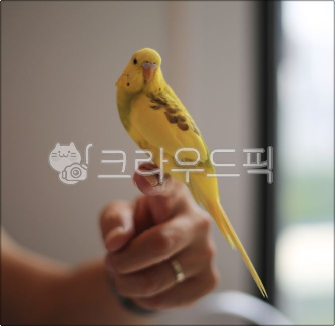 새, 앵무새, 동물, bird, animal, 사진,이미지,일러스트,캘리그라피 - 미리내작가