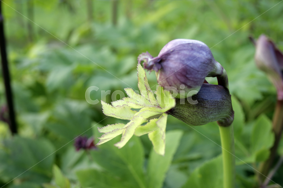 당귀,식물,flower,plants,nature,꽃,꽃봉오리,식물,자연,plants,nature,꽃,flower