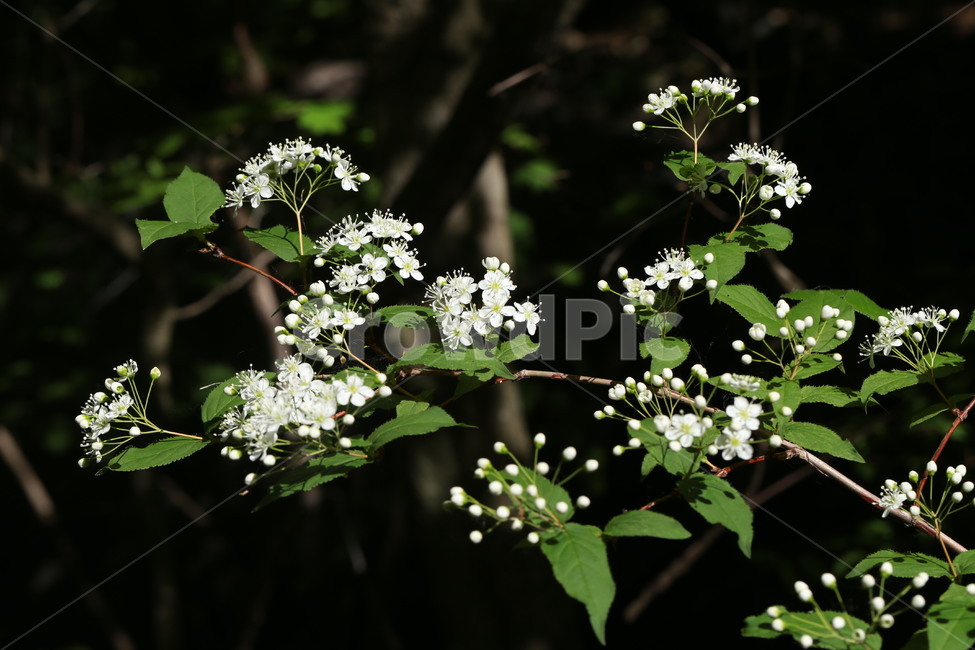야생화,물참대,흰색,하얀꽃,들꽃,식물,자연,plants,nature,꽃,flower