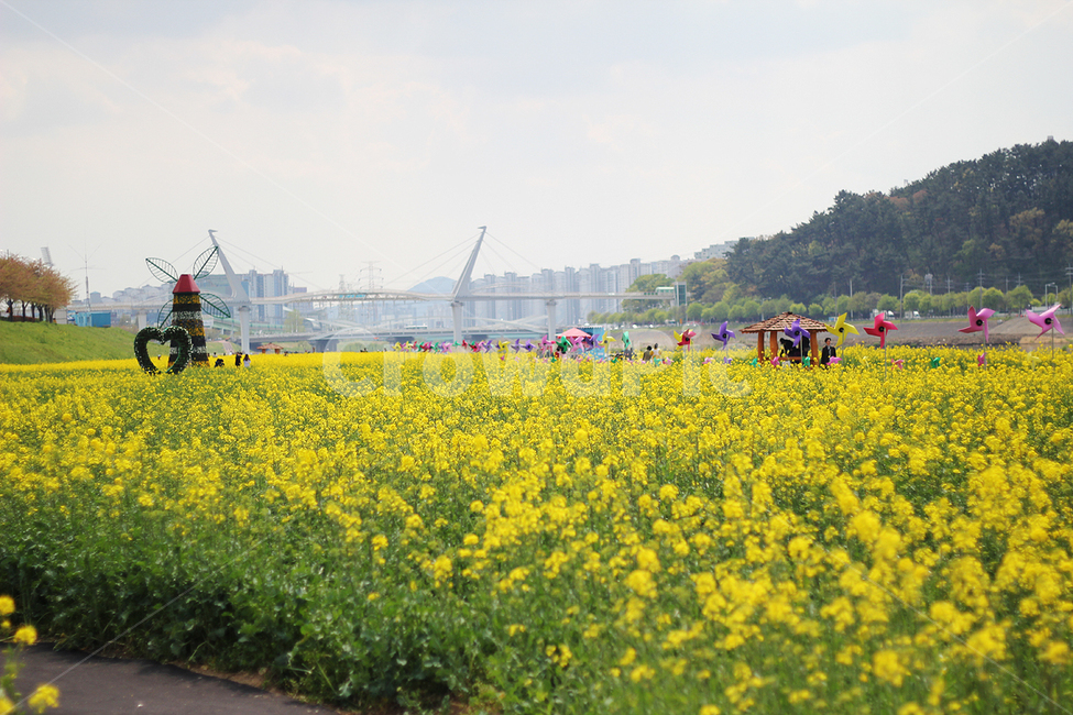 유채꽃,배경,감성,봄,풍경,꽃,봄,계절,spring,season,field,들,outdoors,옥외,grassland,목초지,nature,자연
