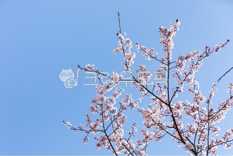 자엽자두,벚나무속,자두꽃,봄,분홍색,꽃잎,연분홍,꽃,자엽,벚나무,자연,나무,나뭇가지,야외,따뜻한,햇살,파란색,하늘,blue,sky,flower,spring,nature,petal,outdoor,tree,prunus,pink,꽃,flower