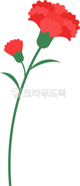 Teachers day,petal,In May,flower bud,plant,carnation,Mothers Day,flower