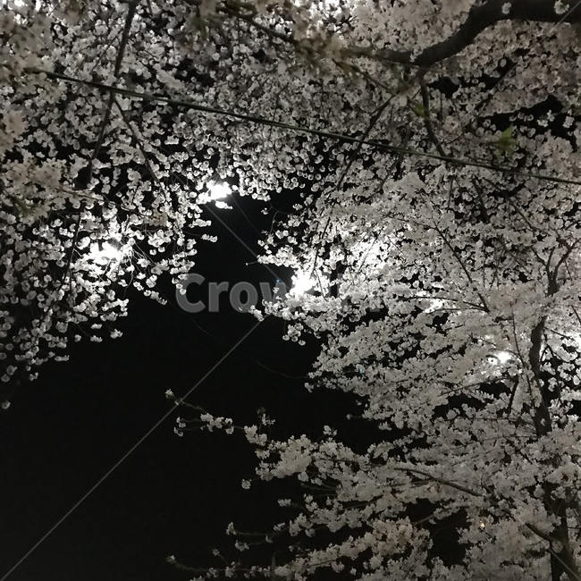 봄,벚꽂,남산,강릉,벚꽃놀이