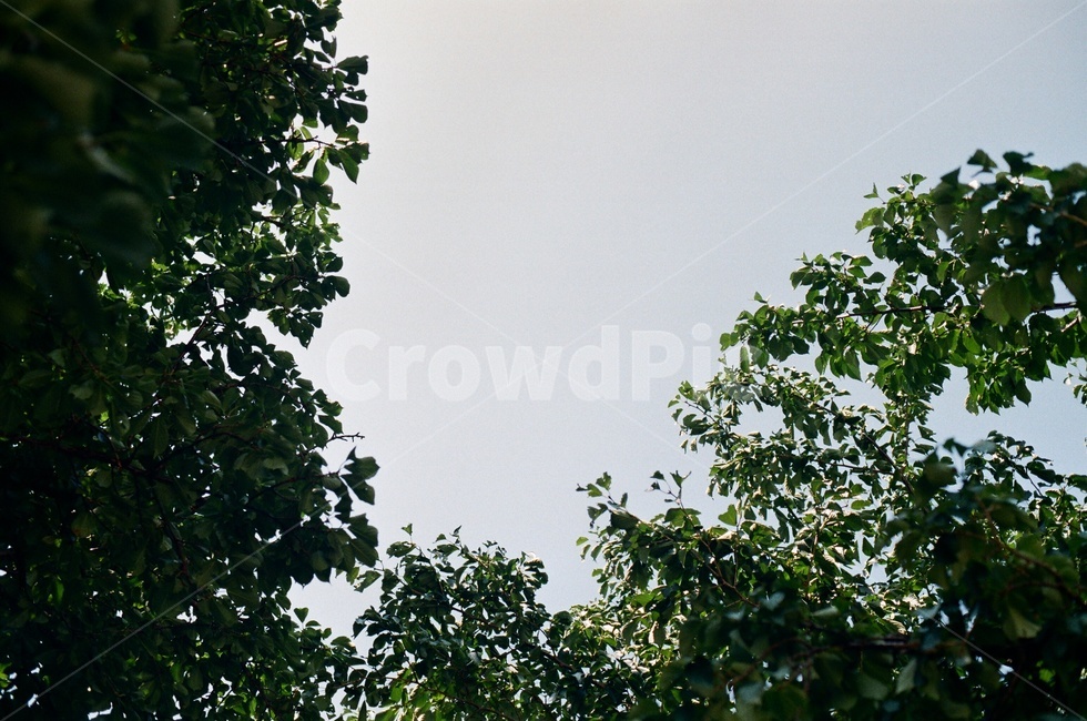 여름,푸르름,하늘,나뭇잎,leaf,sky,summer,green,필름사진,filmphoto