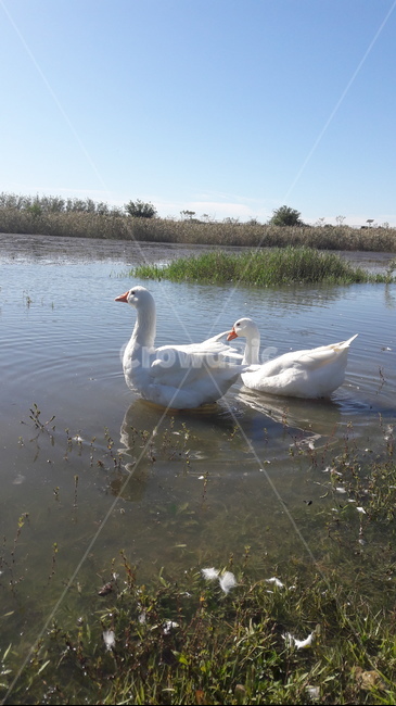 거위,goose,새,bird,강가,riverlife,조류,동물,animal,waterside,동물,animal,조류,새,birds