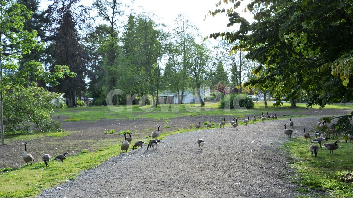 정원,오리,숲,오솔길,나무,평온,자연,풍경,nature,landscape,동물,animal,조류,새,birds,grass,잔디,plant,식물,bird