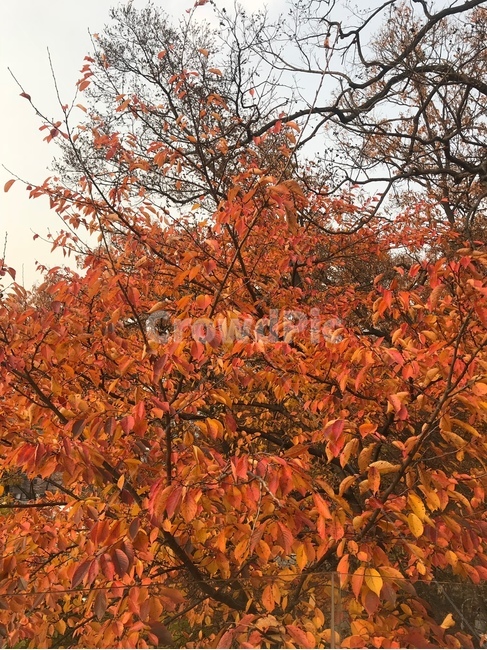 plant,식물,단풍,maple,leaf,나무,tree,잎,가을풍경,풍경
