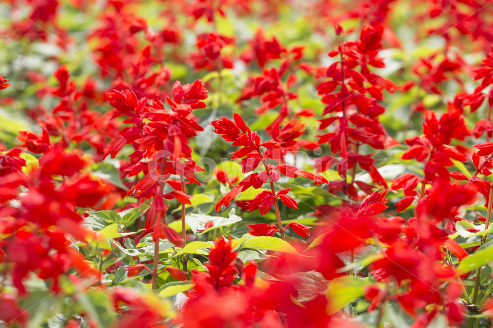 깨꽃,사루비아,샐비어,꽃,들꽃,정원,가을,레드,빨간색,식물,자연,plants,nature,꽃,flower
