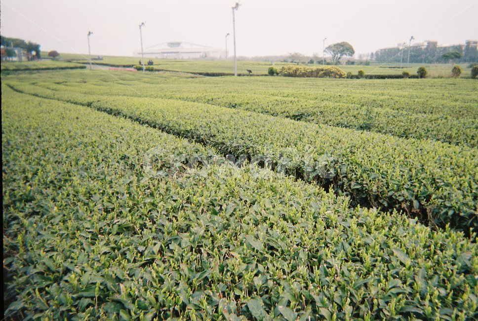 녹차밭,녹차,자연,풀,제주도,녹차잎,봄,초록,옥외,자연,풍경,nature,landscape
