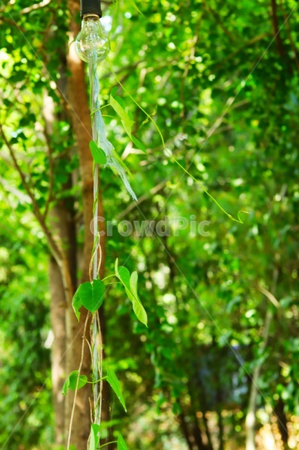 나무줄기,전구,자연,감성,고화질,식물,자연,plants,nature