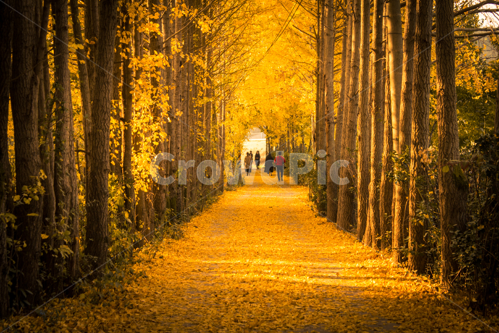 은행나무,은행나무길,가을,가로수길,road,단풍,식물,나무,plant,tree,잎,가을,계절,fall,autumn,season,자연,풍경,nature,landscape