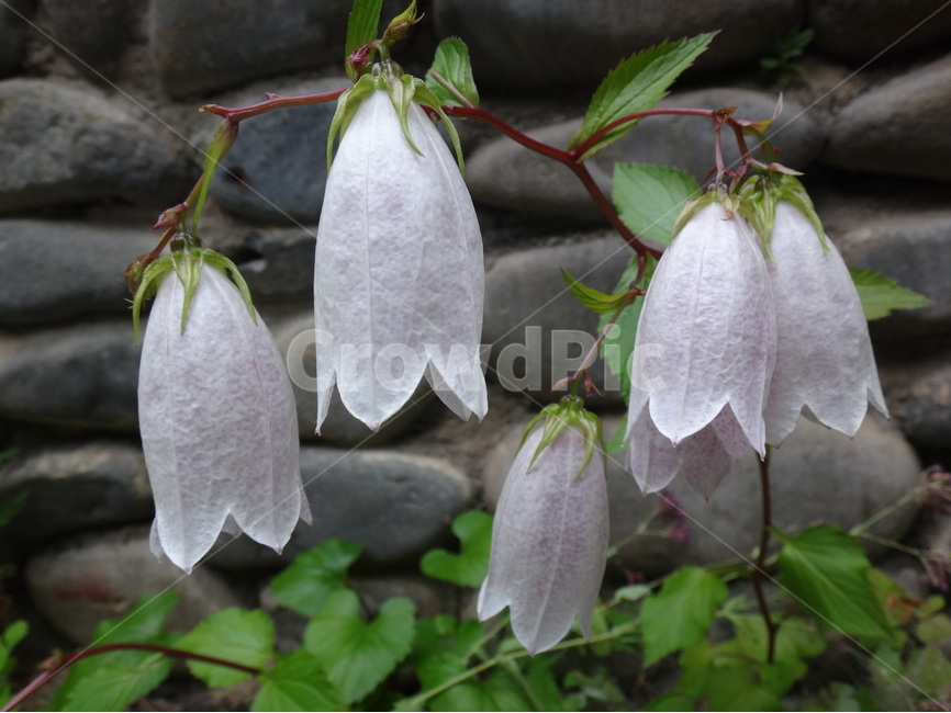 꽃,연분홍,flower,자연,근접,식물,자연,plants,nature,꽃,flower