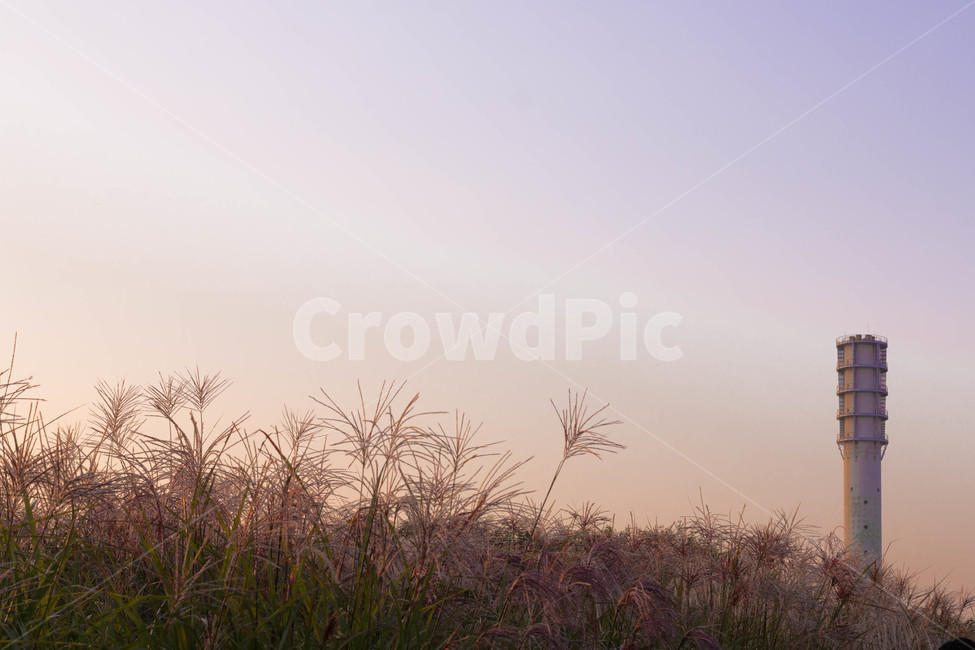 가을,하늘,노을,억새,공원,하늘공원,가을하늘,가을,계절,fall,autumn,season,자연,풍경,nature,landscape,색깔,색상,색채,색감,color sense,color sensitivity,feeling of color,outdoors,옥외,weather,날씨