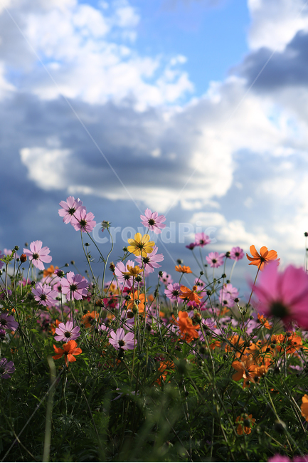 가을,꽃,코스모스,하늘공원,하늘,구름,fall,flower,cosmos,park,sky,cloud,가을,계절,fall,autumn,season,식물,자연,plants,nature,꽃,flower,grassland,목초지,field,들,outdoors,옥외