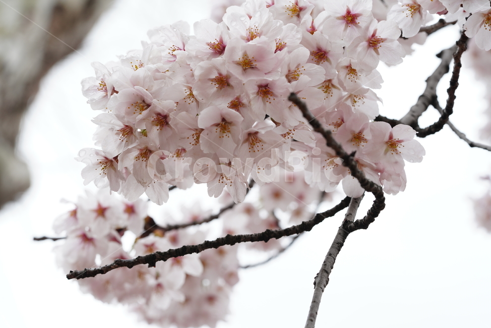 벚꽃,꽃,플라워,봄,봄꽃,flower,흰색,화이트,느낌,감성,접사,계절,나무,식물,생명,생물,봄,계절,spring,season,식물,자연,plants,nature,꽃,flower,plant,blossom,cherry blossom