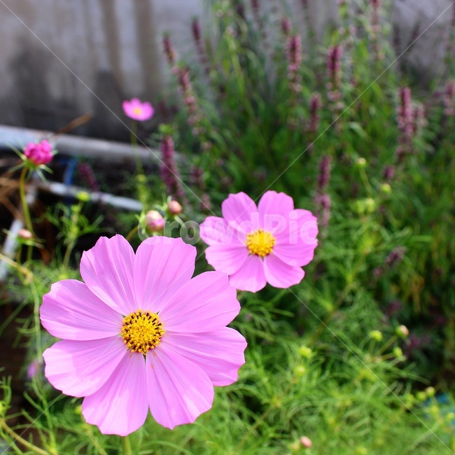 가을,꽃,코스모스,꽃사진,flower,가을,계절,fall,autumn,season,식물,자연,plants,nature,꽃,flower,plant,blossom,geranium,제라늄