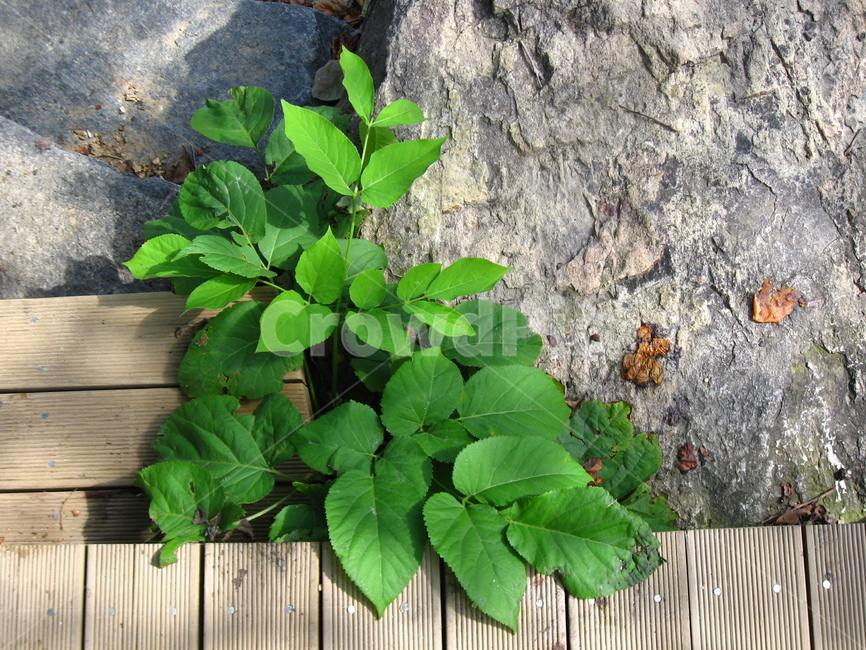 leaf,잎,plant,식물,자연,생명력,길가