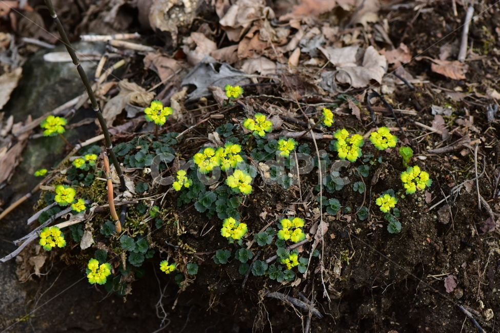 금괭이눈,야생화,봄,꽃,풀꽃,자연,식물,식생,plants,nature,spring,season,flower