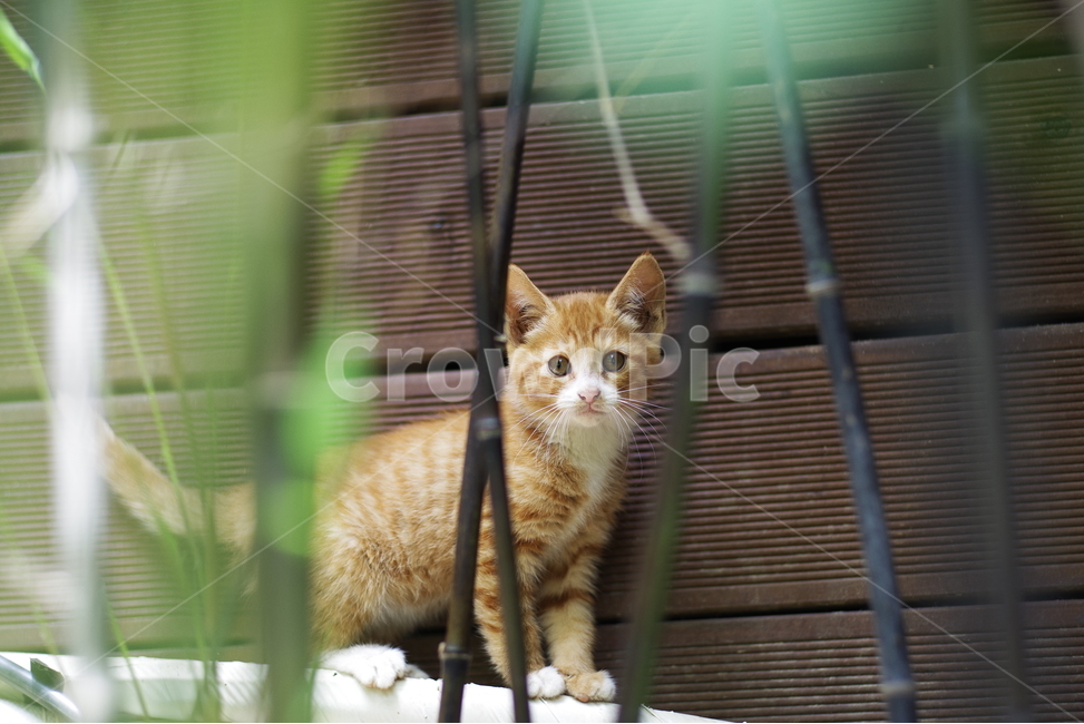 고양이,길고양이,길냥이,동물,야생동물,야생,자연,생물,귀여움,포유류,생명,애완동물,cat,kitty,kitten,cute,lovely,adorable,pet,animal,wild,wildlife,wildanimal,street,streetcat,stray,straycat,동물,animal,포유류,mammal,고양이,cat,kitten,kitty