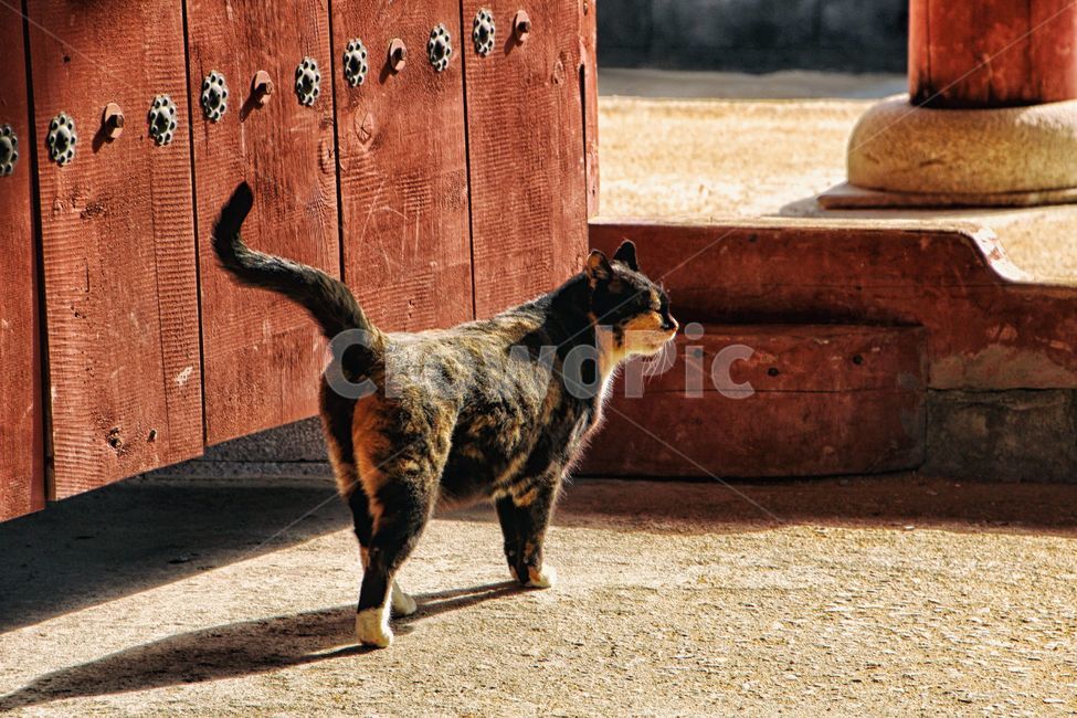 scenery,landscape,배경,풍경,heritage,문화유산,fortress,요새,성,문경새재,photography,streetphotography,mountain,산,nature,자연,history,역사,cat,고양이,korea,한국,문경,animal,동물,길고양이,동물,animal,포유류,mammal,고양이,cat,kitten,kitty