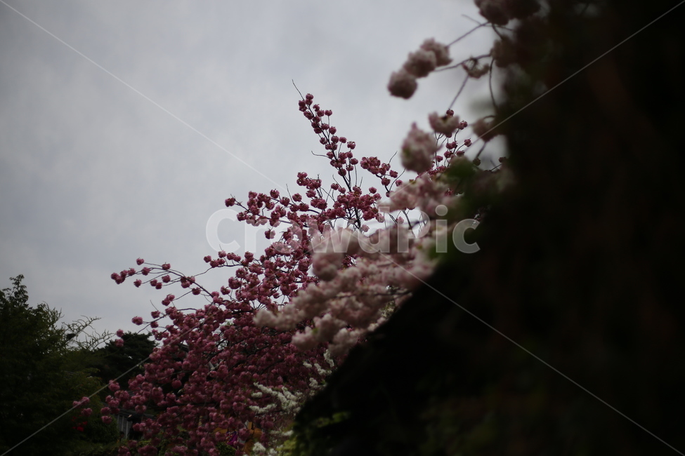 왕벚꽃,벚꽃,꽃,분홍,봄,식물,자연,plants,nature,꽃,flower
