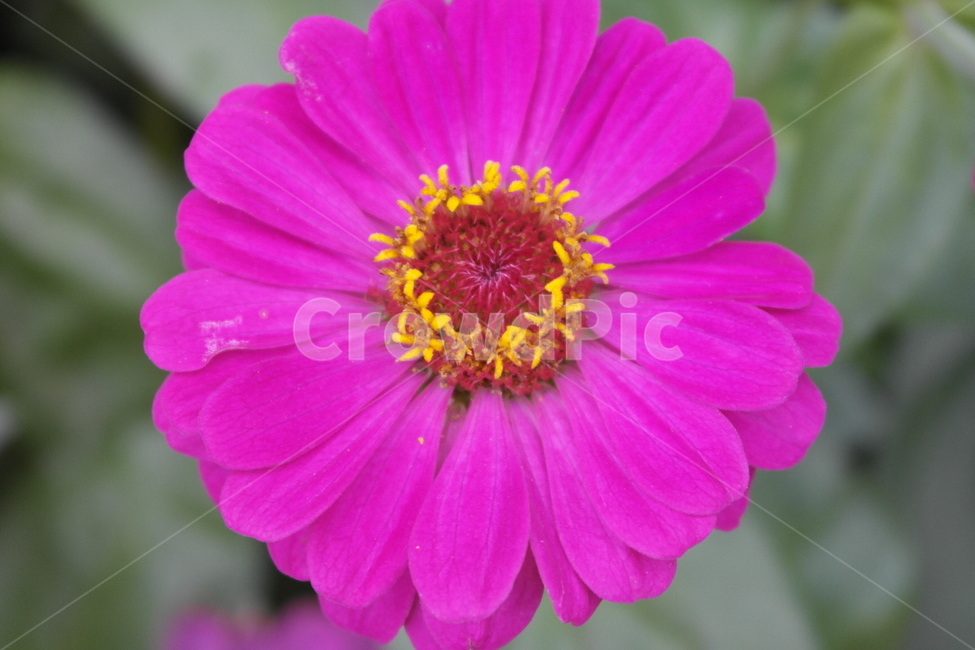 백일홍,초롱꽃목,국화과,한해살이풀,꽃,flower,식물도감,plant,beautiful,zinniaelegans,개량,식물,순수,pure,감성,꽃줄기,총포조각,7월,순결,핑크,퍼플,속씨식물,쌍떡잎,들꽃,illustrated plant book,꽃잎,내화피,암술,꽃밥,화관,갈래꽃,통꽃,수분,花冠,petal,內花被,외화피,꽃가루,충매화,돌려나기,방사대칭,양성화,화엽,꽃대,노란꽃,노란색,yellow,식물,자연,plants,nature,꽃,flower