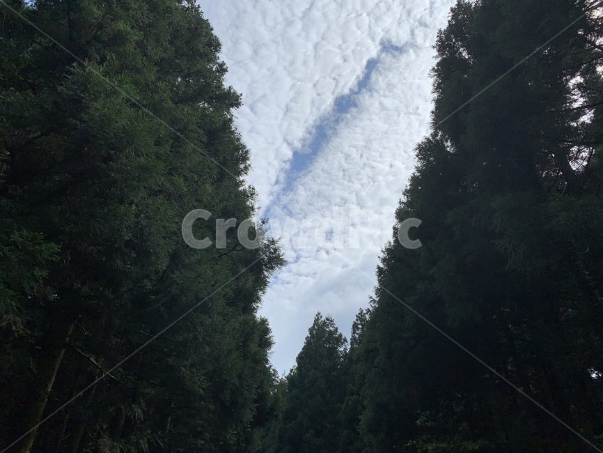 산,하늘,자연,제주,사려니숲길,날씨