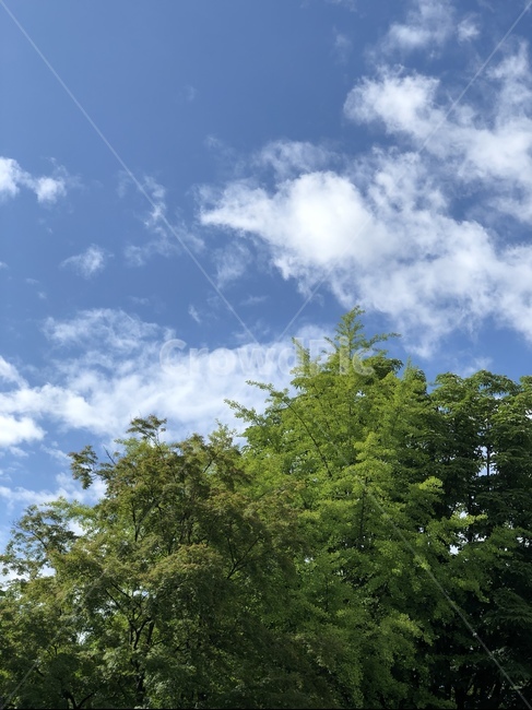 하늘,푸른하늘,나무,파란,sky