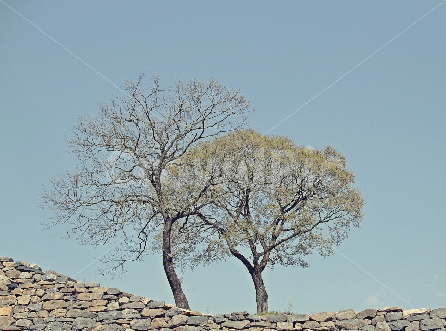나무,가을,하늘,공백,외로움,초록,대천,봄,하늘사진,식물,자연,plants,nature,나무,trees,wood