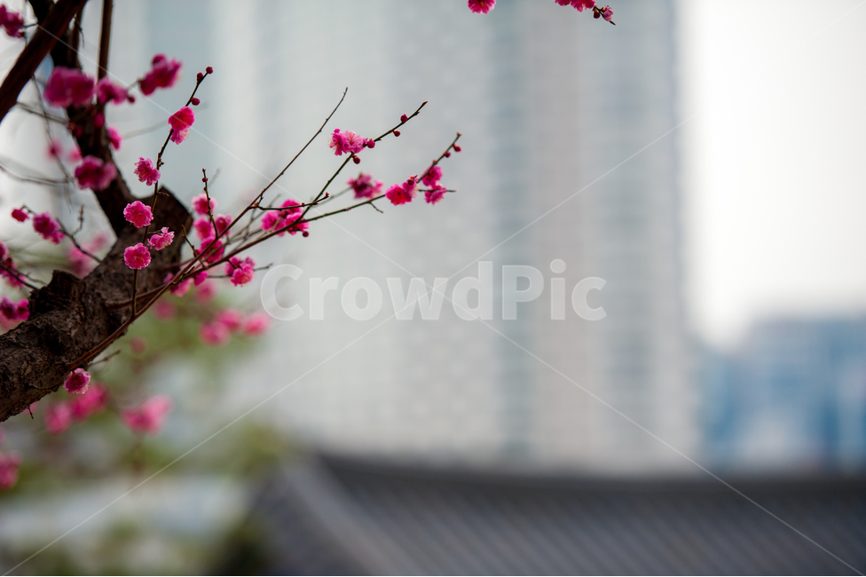 홍매화,봄,꽃,화목,회춘,매화,봄,계절,spring,season,plant,식물,flower arrangement,꽃꽂이,vase,병 장식,ikebana,이케 바나,flower,pottery,도기류,art,미술,blossom,ornament,장식,jar,항아리