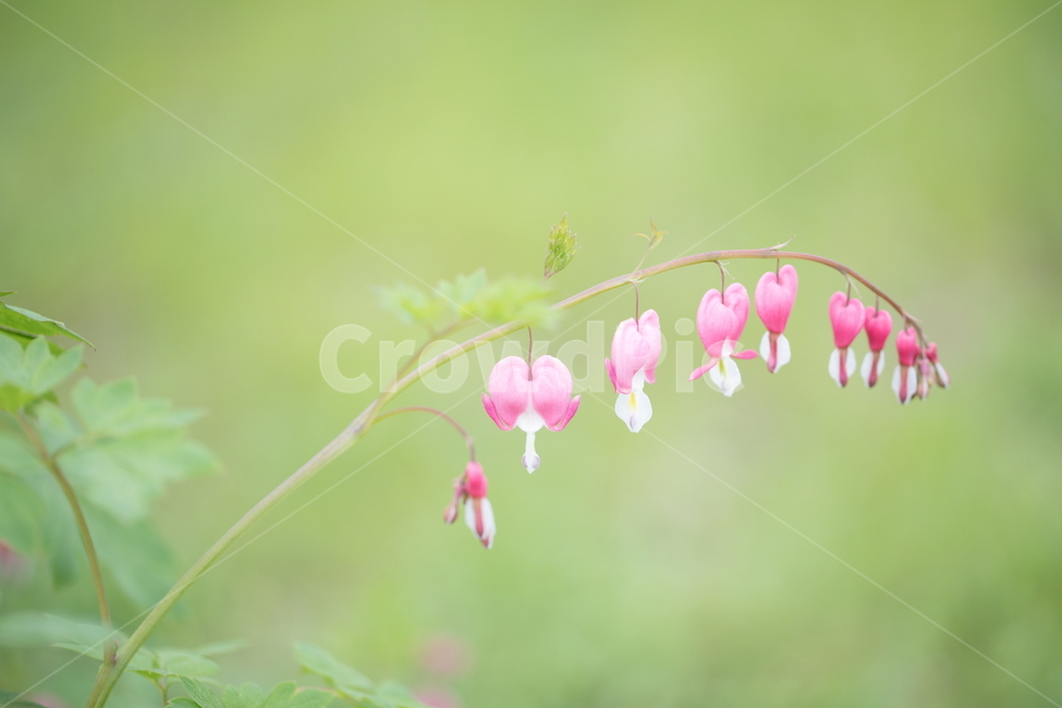금낭화,꽃,플라워,flower,dicentra,식물,식물,자연,plants,nature,꽃,flower,감성,sensible,feeling
