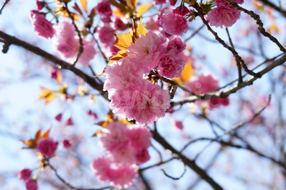 겹벚꽃,봄,꽃,플라워,나무,나뭇가지,하늘,이파리,자연,flower,nature,tree,spring,4월,식물,계절,season,감성,접사,macro,풍경,landscape,꽃사진,스냅,스넵,snap,경치,마크로,closeup,클로즈업,푸른하늘,sky,힐링,healing,식물,자연,plants,nature,봄,계절,spring,season,꽃,flower,plant,blossom