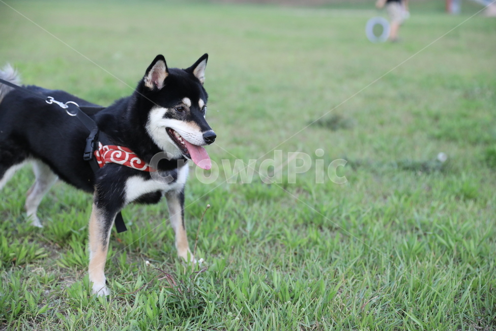 시바,시바견,개,강아지,산책,dog,puppy,동물,animal,개,강아지,dog,doggy