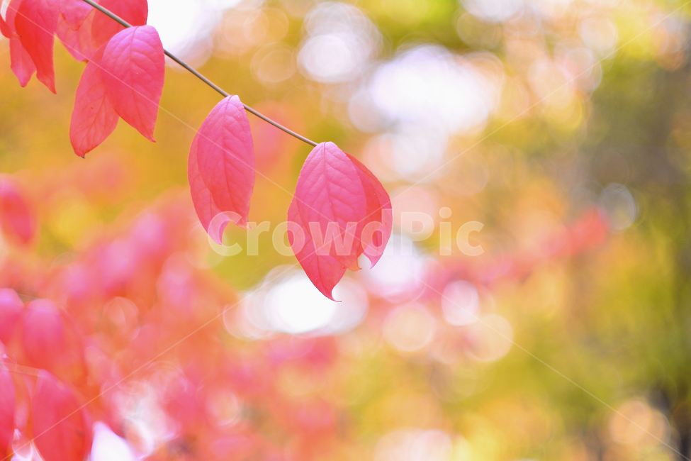 가을,감성,잎새,노랑색,아웃포커스,분위기,필,느낌,feeling,sensible,emotion,나뭇잎,반사,햇살,오후,가을풍경,가을분위기,10월,11월,흐릿한,서정적,fall,autumn,season,시즌,계절,단풍잎,보케,빛망울,분홍색,핑크색,pink,colorful,칼라풀,가을,계절,fall,autumn,season,식물,자연,plants,nature,leaf,잎,plant,veins,정맥